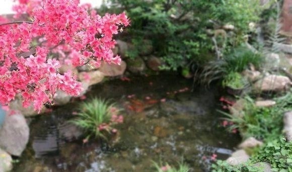 估价|他花3年打造中式庭院,不花钱全靠捡破烂,完工后专家估价百万!