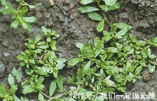 植物|一种野菜，鸡鸭都不吃，狗见了都发愁！却深得大家的喜爱