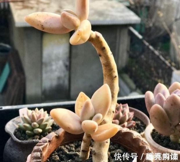 景天科|多肉中的7大美人,个个都千娇百媚,美极了!