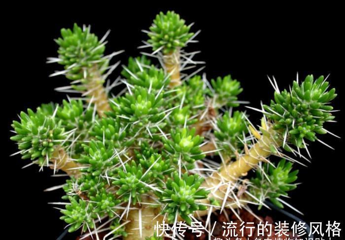 多肉植物|拟叶仙人掌，不同寻常的多肉植物，仙人掌科的奇葩