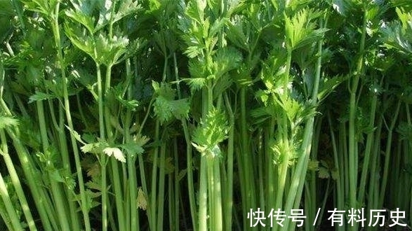 肚子|女性不想肚子鼓鼓,可多吃此菜,大肚子平了,皮肤更细腻光滑