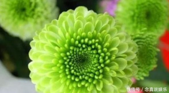 优良|新手养护花卉,不如养盆优良名菊,比玫瑰好看,青翠欲滴的花