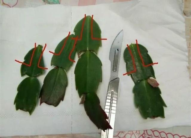 蟹爪兰|蟹爪兰与2种植物“天生一对”,嫁接6层塔,一次开花200朵