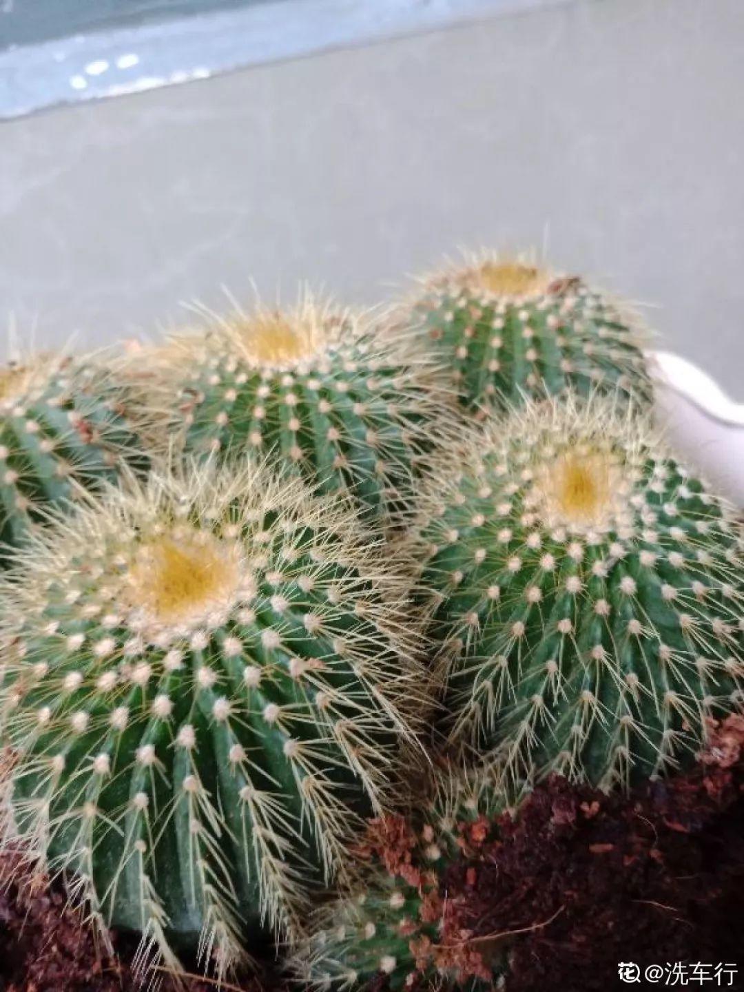 10种耐旱花，2个月不浇水，叶子反而绿油油！