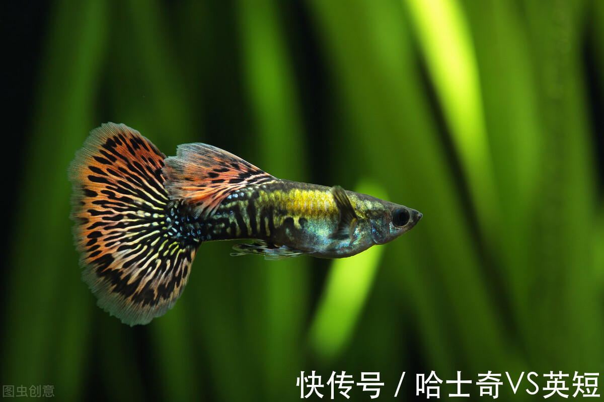 水族|对新人极其友好,十大养不死的观赏鱼