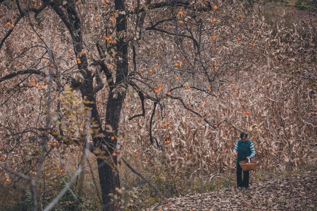 秦岭秘境新发现——留坝许家山，藏在陕南的关中古村