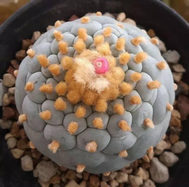 世界上最名贵的花,一盆就是一座房子!