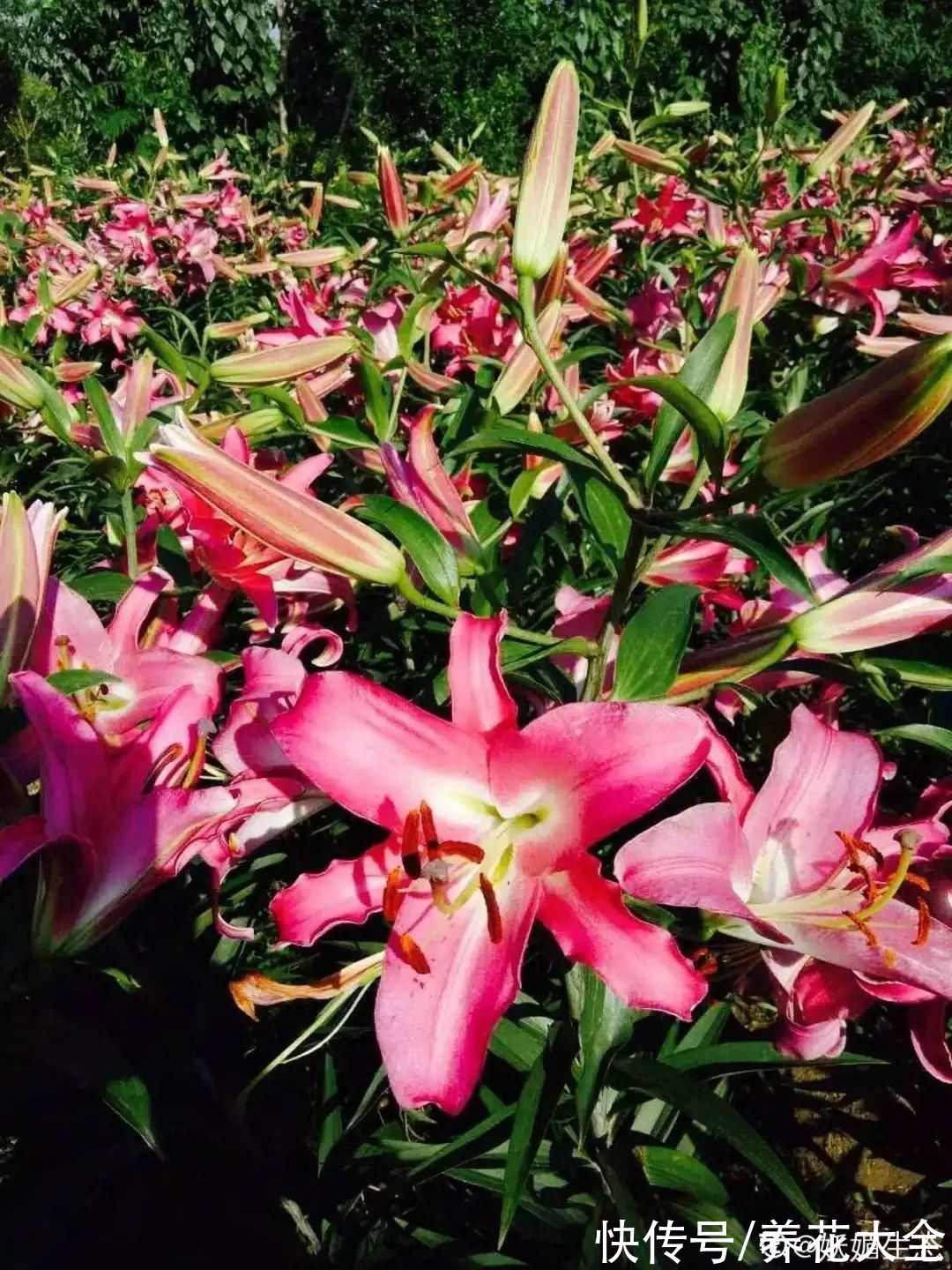 填土|超好养的花，土里埋个“球”，俩月开出比脸大的花，满屋飘香