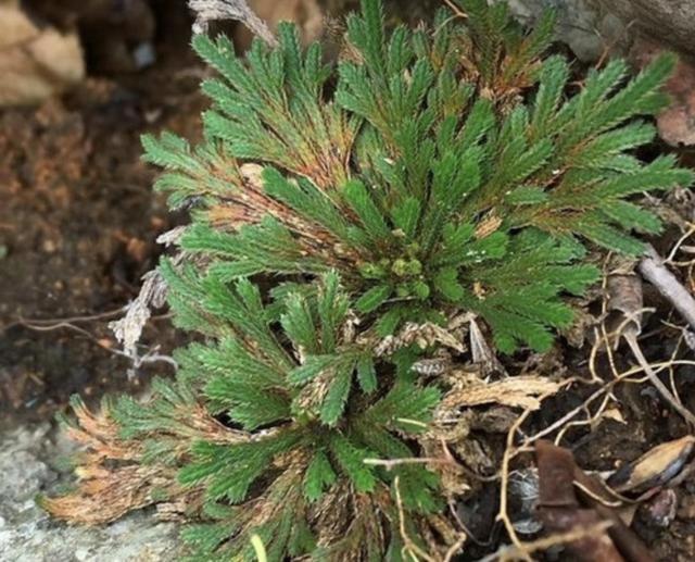 枯萎|山上的1种“还魂草”,叶片枯萎却“活着”,种花盆里,价值高!