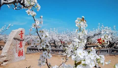 白色|4月赏花好时节来这里，参加一年一度的“梨花节”，看白色花海