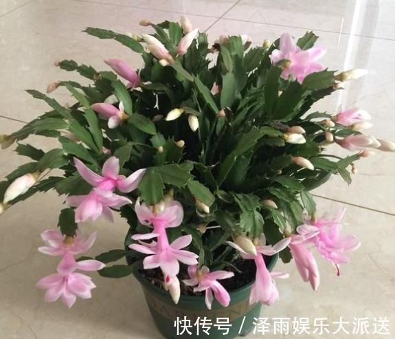 多元素|9月底养蟹爪兰,肥料一定要选对,把握时机用对肥,一开花就爆盆