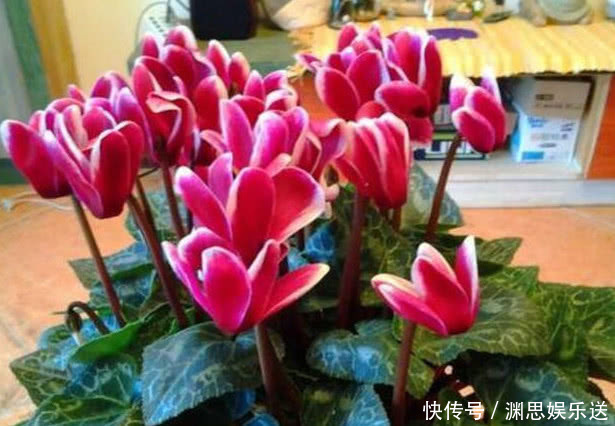 奇效|''大蒜''养花有奇效盆里放一点,不再烂根、生虫,叶子油绿花朵艳