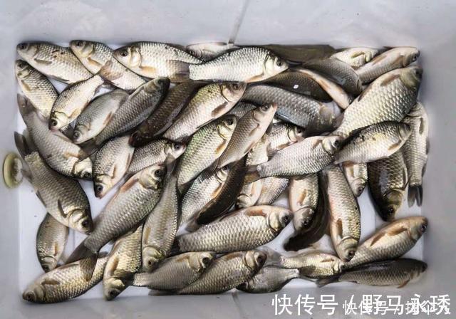 钓友|相同饵料相同线组，只因一把剪刀就多出半数渔获---皇禾钓具