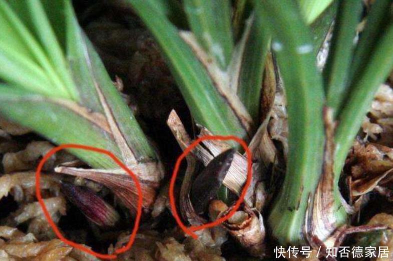  做好|春兰花箭长不高？原因只有1个，下次促花做好，花箭拔高开花棒！