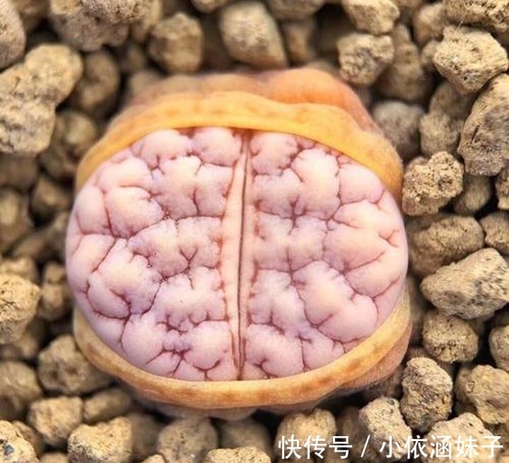 长相|盘点10种长相怪异的植物,你都见过几种?