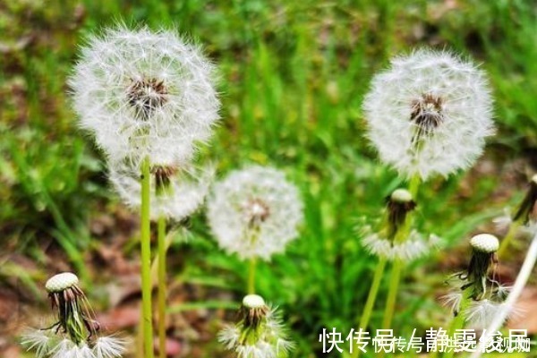 蒲公英|蒲公英的“黄金搭档”,坚持喝2个月,肝变净了,胃也舒坦了