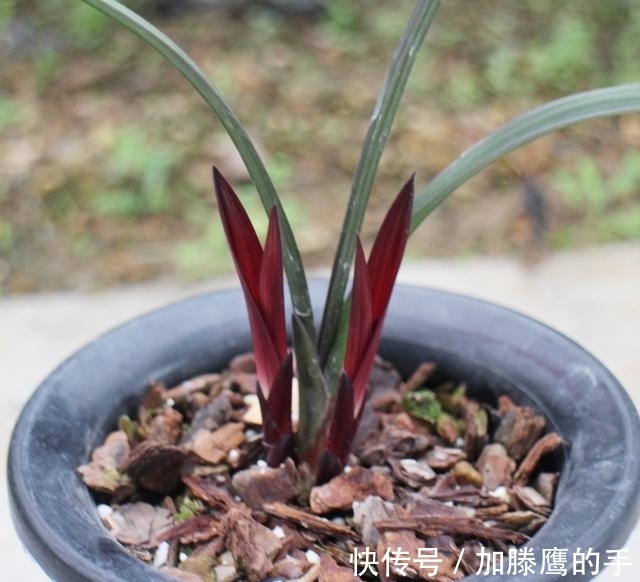 盆栽兰花孕蕾开花期管理技艺