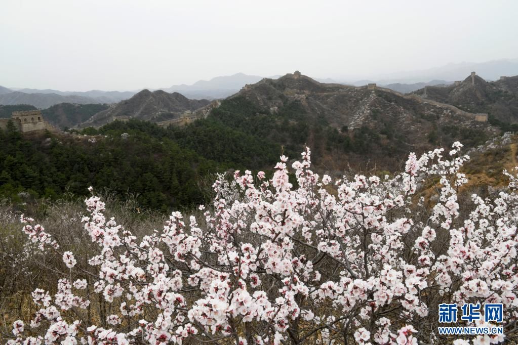 春到长城 山花烂漫