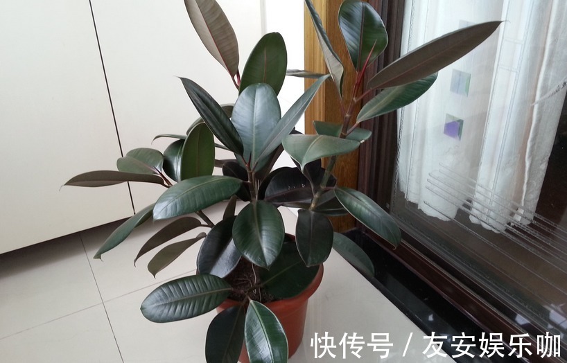 摆室内,为了净化空气,选什么盆栽?这4款大叶子植物堪称首选