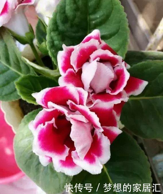 花量超大的花卉,一次爆开1000朵,又美又浪漫