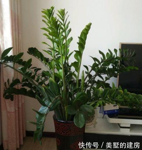 财源|9种“带钱花”,家里养一盆,寓意财源滚滚来,最后2种你见吗?