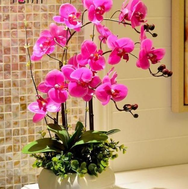 养此款花卉,随手养一盆,开花量大,花开枝繁叶茂