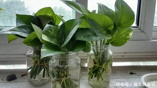 这4种花，不用土只用水，就能养成绿窗帘！