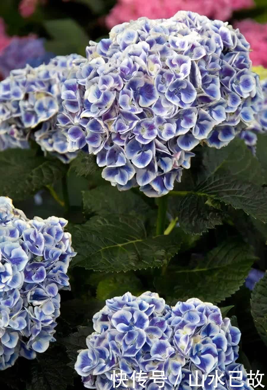 小苗|绣球花的养护重点,注意这些点,也不是很难养