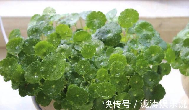 这4种盆栽,简单漂亮好养活,新手也可从1棵养到10棵,阳台放不下