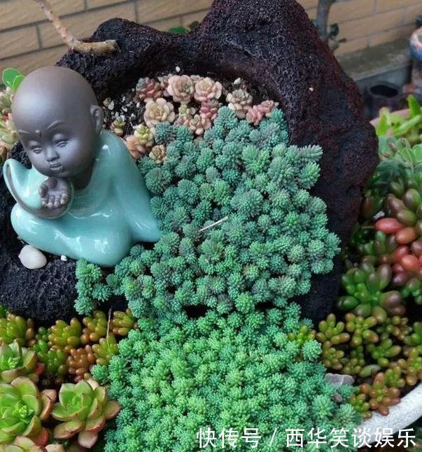 花盆片|养多肉搭配什么样的花盆好？利用''碎花盆''造景，个个与众不同