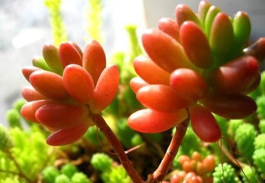 爆盆|以下这种多肉植物，一片叶子掉土里就能生根，而且还容易爆盆