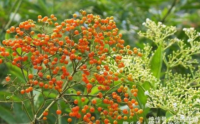 此种植物常长于房前屋后,曾经被人们所忽视,殊不知可入药