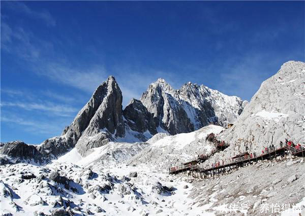 人参果|“人参果”竟成现代养生新宠?续写黑枸杞的养生传奇