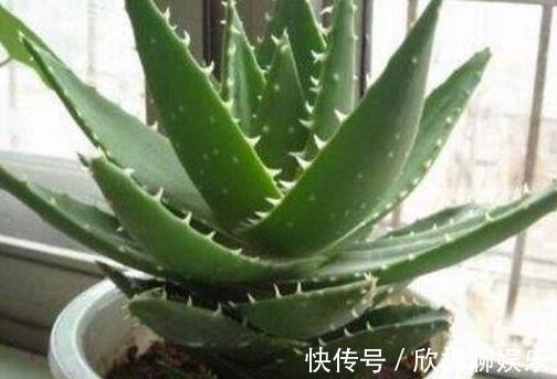 刚买的芦荟能放在卧室里吗,芦荟放在什么地方能招财带好运