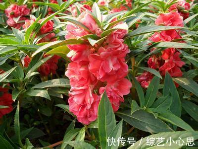 喜欢养护花卉,就在家中养护花色艳丽,花期长,美丽妖娆的3种花