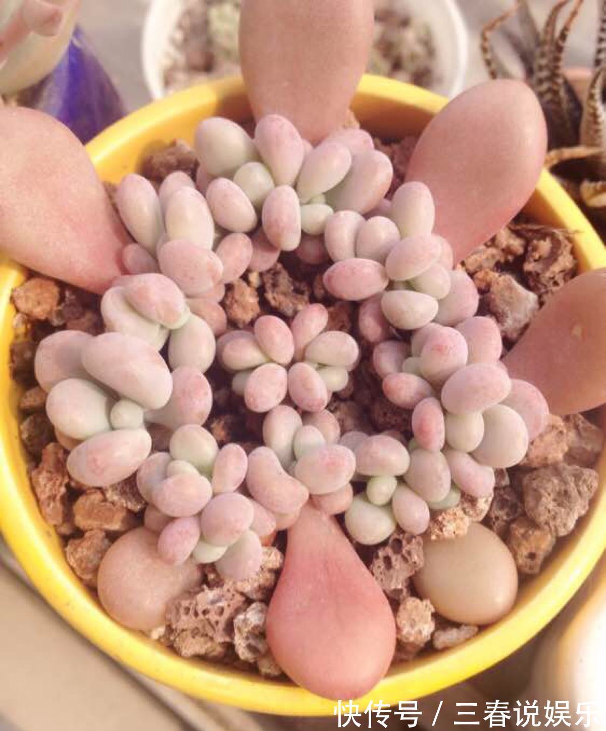 阴凉处|9月开始,养桃蛋“牢记”2个字,半年养的“胖嘟嘟”,萌化了