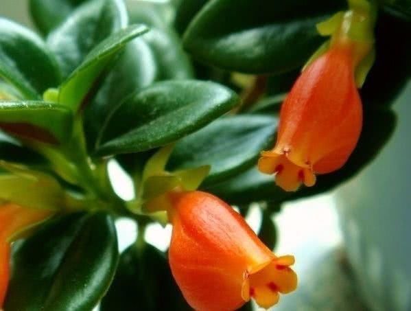这种“盆栽”,会开出“金鱼”花,家里养一盆,猛爆“小金鱼”