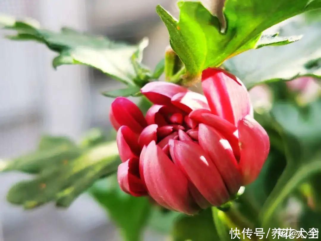 修剪|8月后，6种花别修剪，小心以后不开花