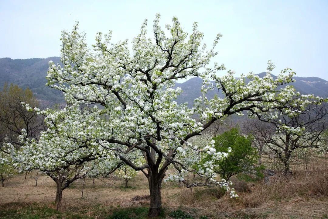 千树万树梨花开，东山梨园飘香