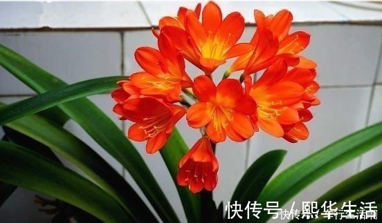 花肥|养君子兰，盆底放1把“它”，叶绿开花大，比花肥好10多倍！