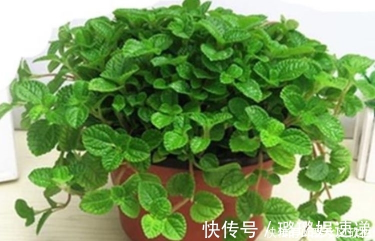 居家就养此款花卉,不闻不问,越不管长得越旺,懒人新手最适合!