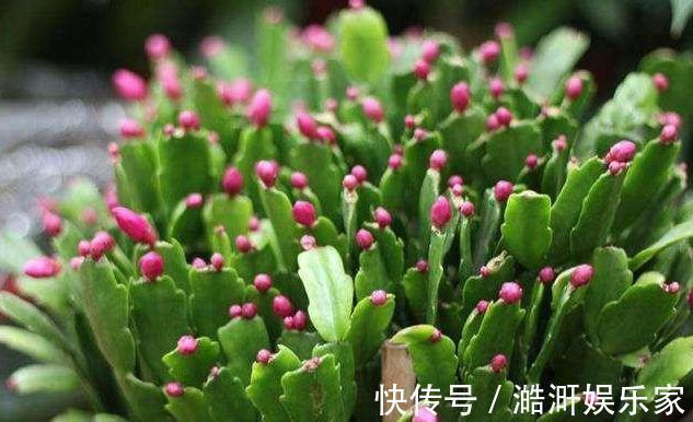 生根|扦插“蟹爪兰”，生根后快“挪窝”，挪一棵爆一盆