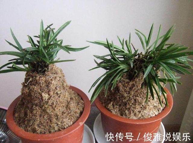 绿植|这几种盆栽绿植不要再买回家了，定要谨记，后悔就来不及了！
