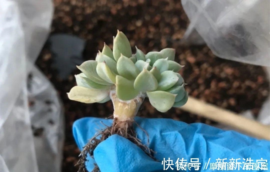 叶插|长寿开花变异了,十年都见不到一次,真稀罕