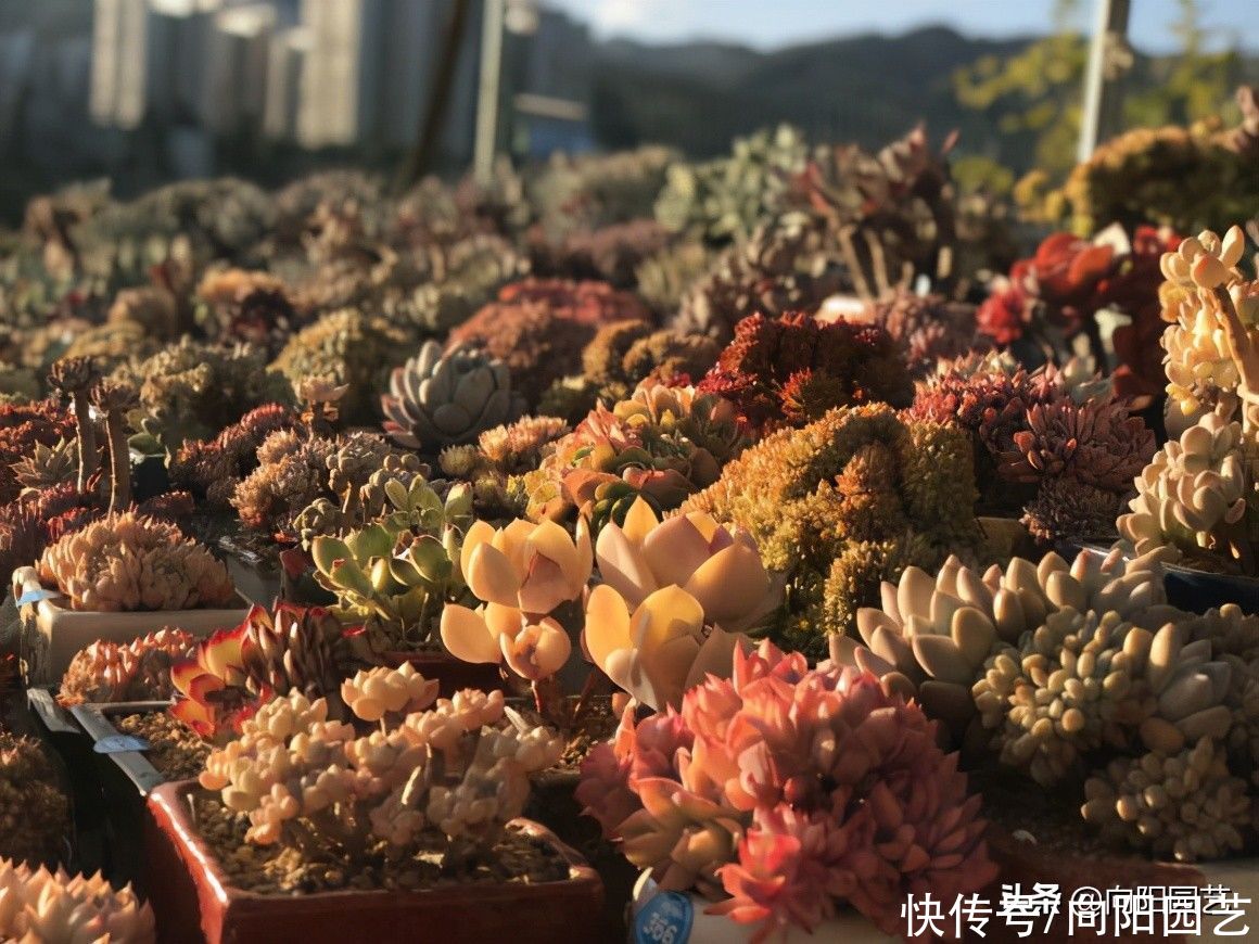 饱和|你以为的是你以为的？养多肉方式千万，万变不离其宗，别乱养
