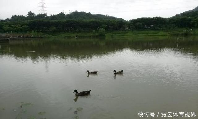 6斤!鸭子塘里的罗非鱼体型惊人,因常年吃鸭粪?