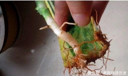 盆栽植物|不花钱,一个叶片就能养爆盆的5种盆栽植物!简单实用窍门!