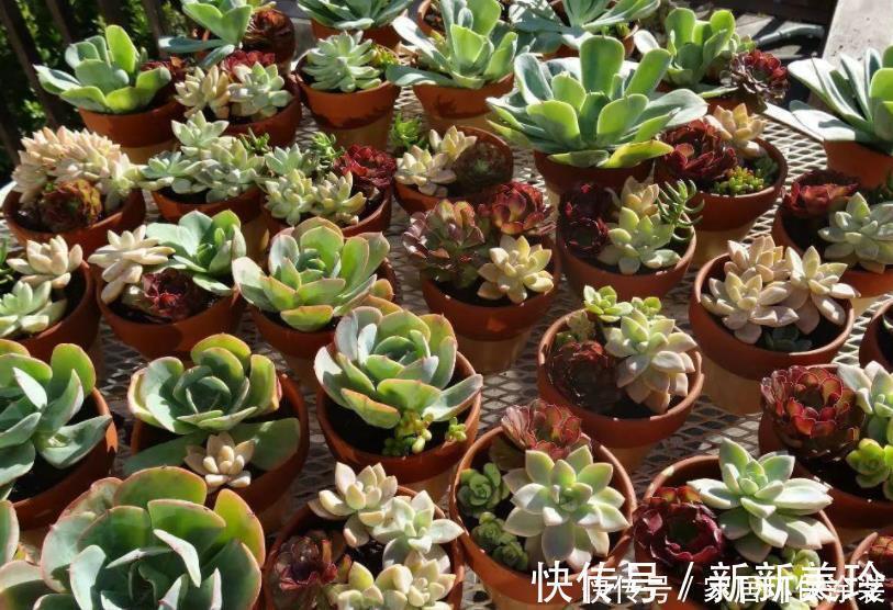 土壤|巧用3招，盆栽多肉姿态美，个个叶子肥嘟嘟、水灵灵