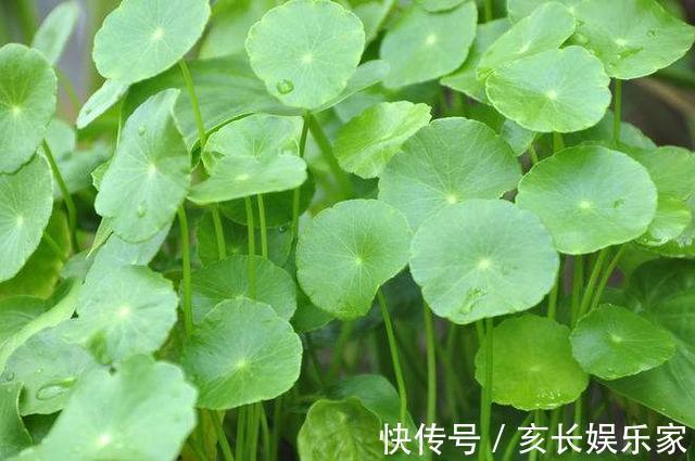 叶片圆滚滚寓意能招财，家里养一盆“铜钱草”，家里人跟着幸福