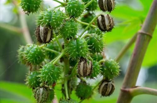 农村常见的2种植物，原来毒性那么强，以后见了要躲开